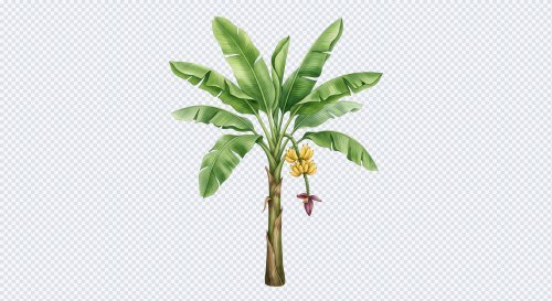 Indian Banana Tree Illustration PNG for Pooja and Wedding Decor