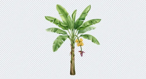 Isolated Indian banana tree illustration with green leaves, yellow bananas, and a purple flower.